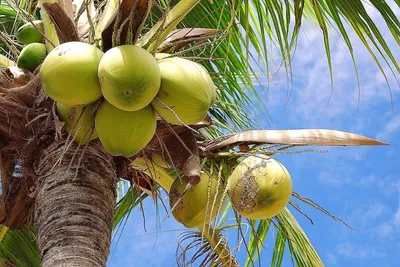 Кокосовая домашняя пальма (Cocos nucifera) купить в СПб в интернет –  магазине