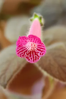 Фотография Колерии: декоративное растение для любого интерьера