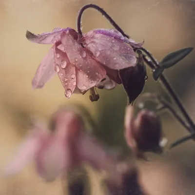 Фото Колокольчика: приятный аромат и красивые цветы