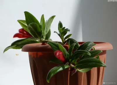 Колумнея на фото: уникальное растение
