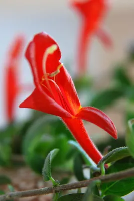 Фото Колумнеи: уникальное растение