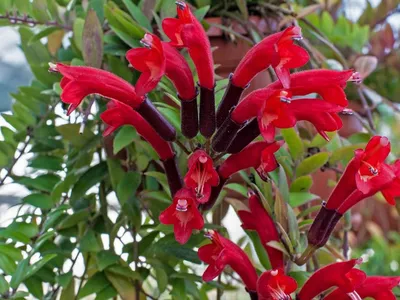 Колумнея: изумительная комнатная растение на фото