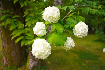 Комнатные растения | Магазин Сады Сибири – саженцы деревьев, рассада,  клубника, цветы