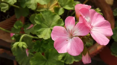 Розовые Цветы Viburnum Bodnantense Или Зимний Снежный Ком На Фоне Голубого  Неба — стоковые фотографии и другие картинки Калина - iStock