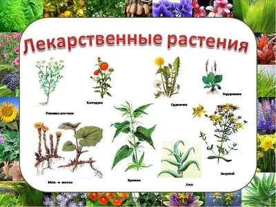 Комнатные растения картинки. Рисунки домашних цветов.