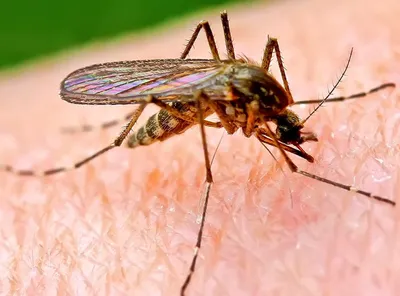 Комары и дрозофилы оказались способны на более сложное поведение, чем  предполагали