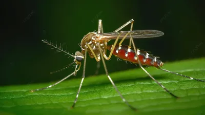 Комар жёлтолихорадочный — Википедия