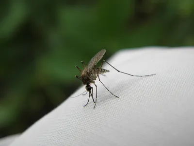 Малярийный Комар — стоковые фотографии и другие картинки Малярийный комар -  Малярийный комар, Комар, Малярия - iStock