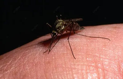 комар с длинными ногами стоит на листе, лихорадка денге фото, здоровье,  болезнь фон картинки и Фото для бесплатной загрузки