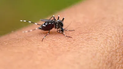 Вызывающий тропические лихорадки комар поселился в Париже