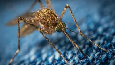 комар сосет кровь насекомое макрос Фото Фон И картинка для бесплатной  загрузки - Pngtree
