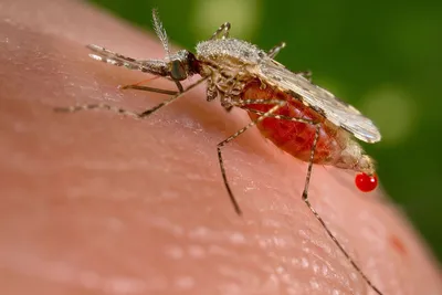 Малярийный Комар — стоковые фотографии и другие картинки Малярийный комар -  Малярийный комар, Комар, Малярийный плазмодий - iStock