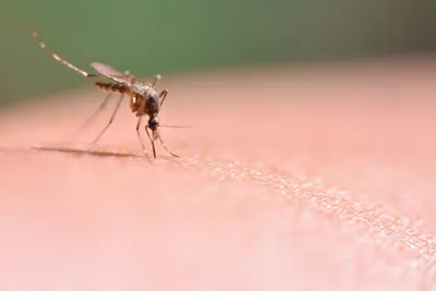 Почему комары летают зимой - объяснение украинских ученых | РБК Украина
