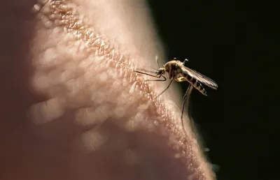К чему снятся комары | 7Дней.ru
