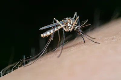 Комары любят больше эту группу крови - ученые | РБК Украина