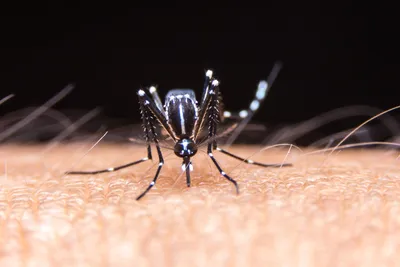 Укус комара: чем помазать и как избавиться от зуда | РБК Стиль