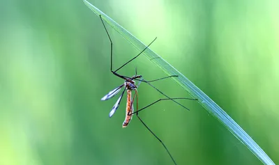 милый комар иллюстрация вектора. иллюстрации насчитывающей природа -  221830407