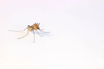 Белый комар (64 фото) - красивые фото и картинки pofoto.club