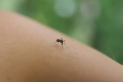 Милый комар - 69 фото
