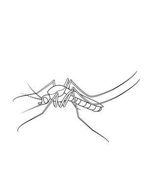 Раскраска комар для мальчиков. раскраски на тему комар для детей