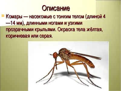 Как детям и взрослым защититься от укусов комаров? | Объясняем.рф