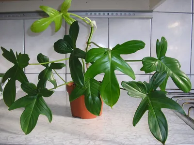Отзыв о Комнатное растение \"Сциндапсус\" | домашняя лиана без хлопот