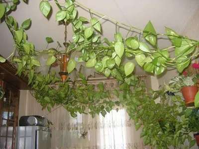 Моделирование лианы настенное комнатное зеленое растение украшение стены  искусственный цветок лиана (ID#1808791249), цена: 177 ₴, купить на Prom.ua