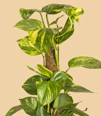 Комнатные лианы: виды растения с названием и фото, в том числе с белыми  бутонами, особенности выбора домашнего цветка и правила ухода