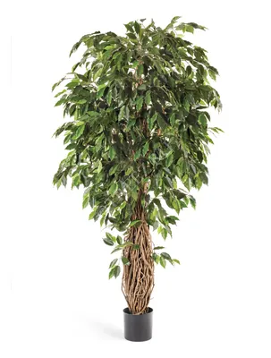 Купить комнатное растение Эпипремнум. Домашняя лиана Сциндапсус в  интернет-магазине по низким ценам.