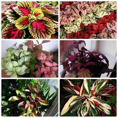 7 неприхотливых лиан, или Мои самые неубиваемые комнатные растения.  Названия, описания, фото — Ботаничка