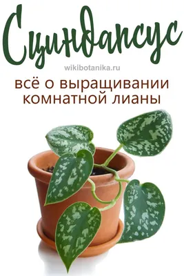 Жасмин многоцветковый лиана - купить по выгодной цене с доставкой по Москве  и РФ