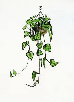 Лианы, Комнатные растения/ Plante de camera, cataratoare