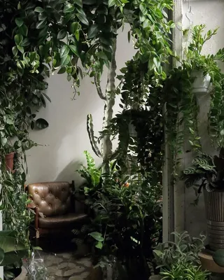 Сциндапсус. Всё о выращивании комнатной лианы в 2023 г | Растения, Комнатные  растения, Горшечные растения