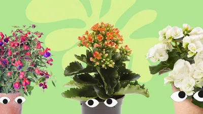 Какие комнатные растения подарить - Лучшие горшечные цветы для выбора