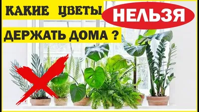 Навлечете беды и болезни: 5 растений, которые нельзя держать в квартире |  Интернет-газета «Жизнь» | Дзен