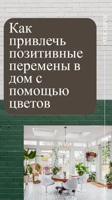 Комнатные растения и цветы — небольшой уголок живой природы в нашем доме в  ТОС им. Н.А.Зайцева | Городская Дума Нижнего Новгорода