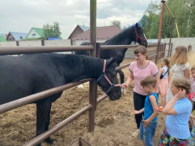 Мать и дети подавая лошадь вне конюшни Стоковое Фото - изображение  насчитывающей подавать, мать: 33908478