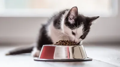 Как правильно кормить кошку Влажным кормом?