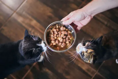 Выбираем самый лучший сухой корм для кошек - hvostatiy.ru