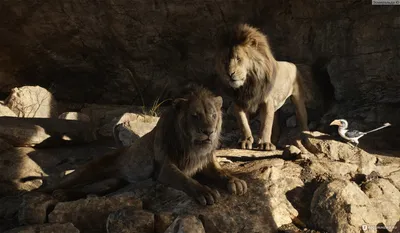 Мультфильм «Король Лев» перевели на ингушский язык | Большая Азия