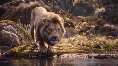 Король лев животных стоковое изображение. изображение насчитывающей трава -  185934335