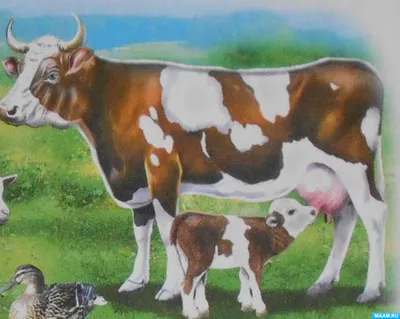 Раскраска корова с теленком для детей - 44 фото