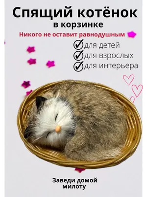 Почему кошка шипит на котенка? И что с этим делать?