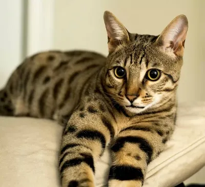 Породистые кошки: ценовые диапазоны. 10 популярных видов, на покупку  которых придется раскошелиться😺💰 | Котоварня | Мир Зоопсихолога | Дзен