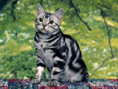 Фотогалерея \"Коты и кошки\" - \"Кошка мраморного окраса на коврике\" - Фото  породистых и беспородных кошек и котов.