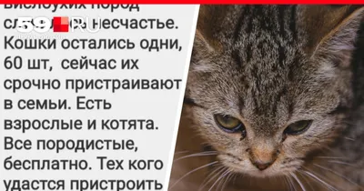 Дело о породистой кошке из Леппявирта, которую поймали и усыпили как дикую  кошку, передали в прокуратуру | Yle Novosti | Yle