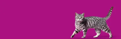 Полосатые породистые кошки - картинки и фото koshka.top