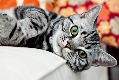 Фотогалерея \"Коты и кошки\" - \"Кото-модель отдыхает\" - Фото породистых и  беспородных кошек и котов.