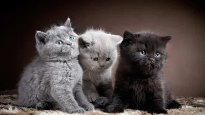 Породистые кошки в приюте - YouTube