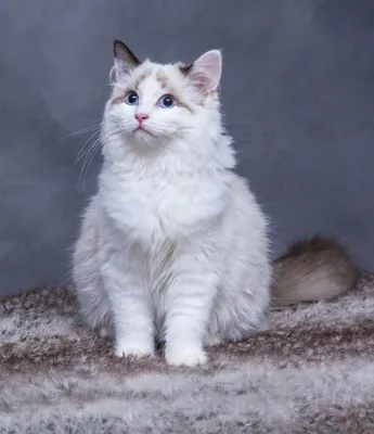 Породистые кошки в дар ( в добрые руки, даром) | ВКонтакте